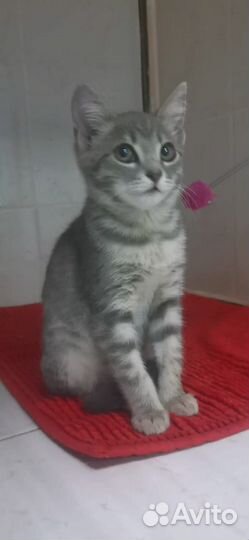 Котенок. Стерильная