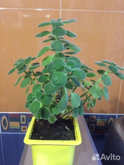 Плектрантусы(комнатная мята)