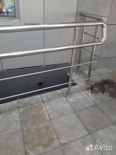 Молодой кот в добрые руки