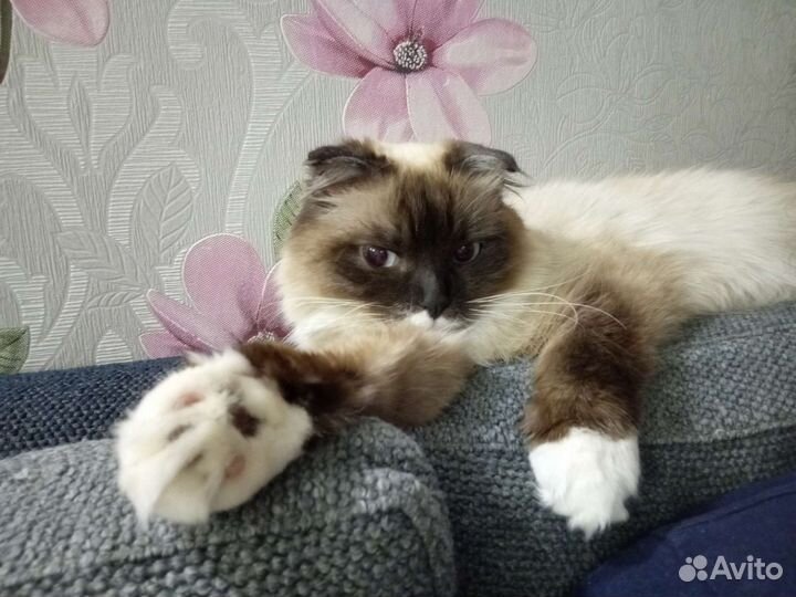 Священная бирма кошка