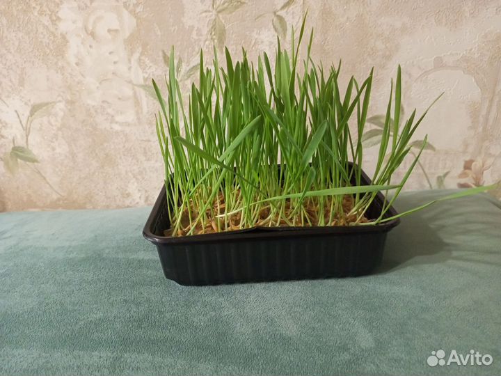 Кошачья трава