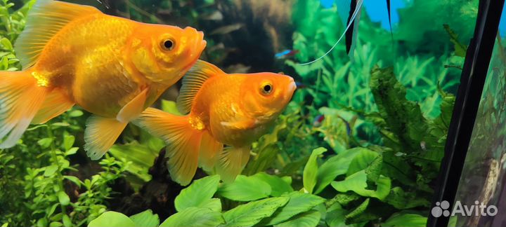 Золотая рыбка