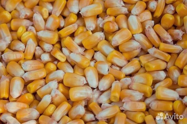 Кукуруза