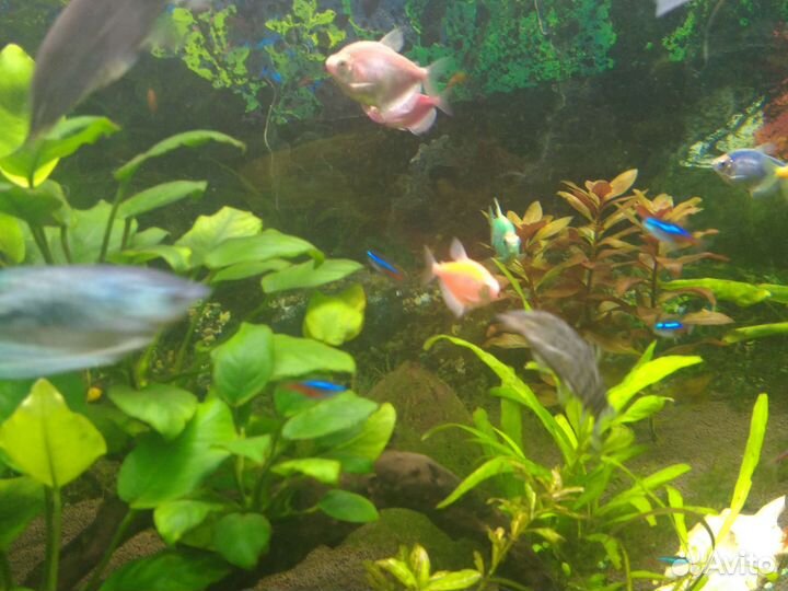 Рыба,аквариум
