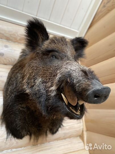 Голова кабана