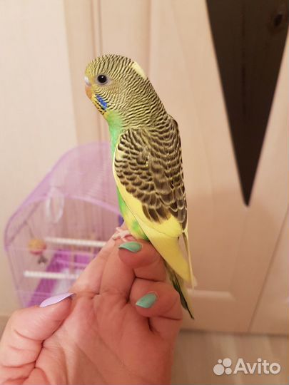 Волнистый попугай 40-45 дней