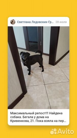 Найдена собака