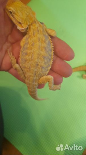 Агама Цитрус Leatherback