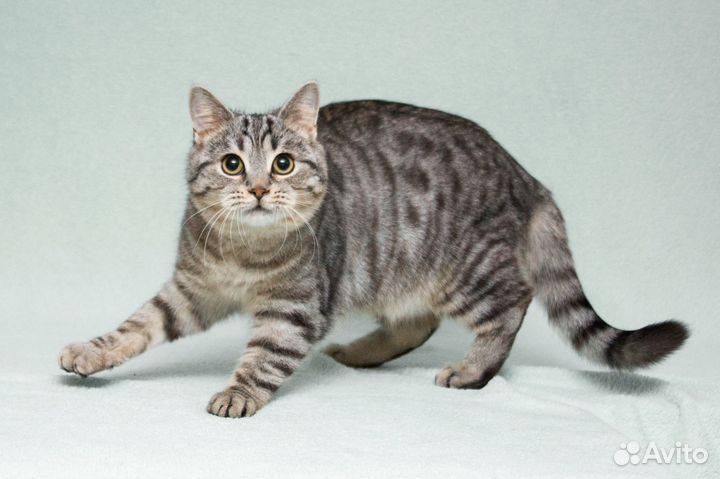 Котик-подросток Батист