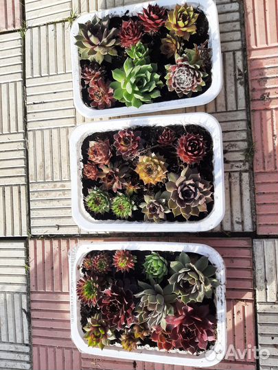 Молодило (каменная роза)