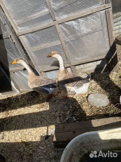 Продам гусей