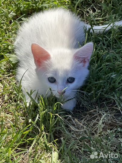 Котята