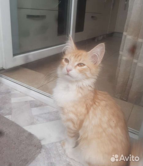 Спасите котенка