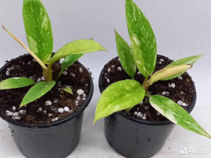 Филодендрон ринг оф файер