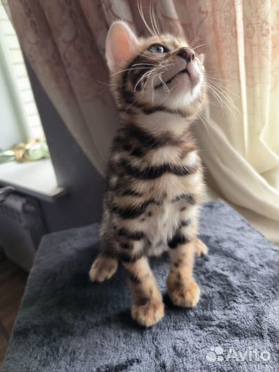 Бенгальские котята