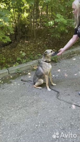 Зоопсихолог для собак