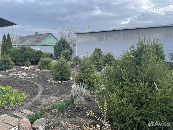 Хвойные растения