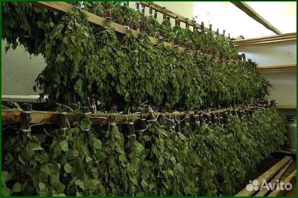 Веники для бани береза дуб пихта