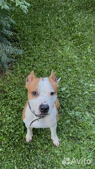 Американский Стаффордширский терьер вязка