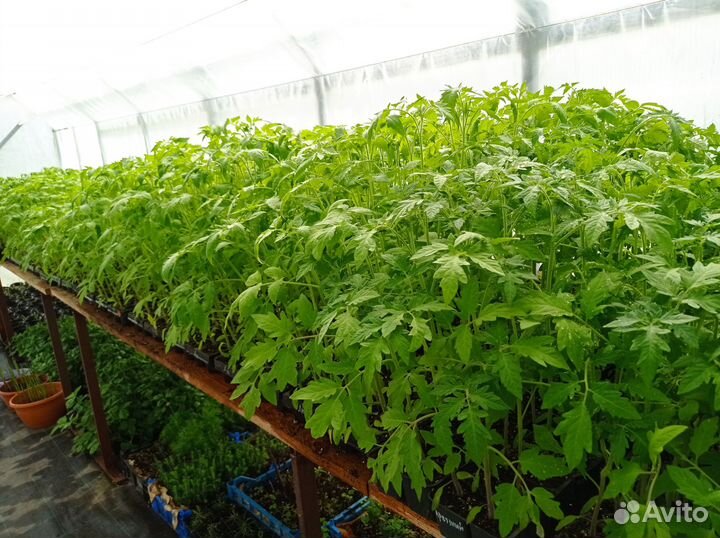 Томаты, перец, баклажаны