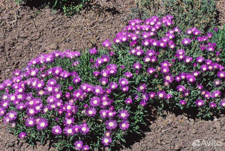 Делоспермум почвопокровник