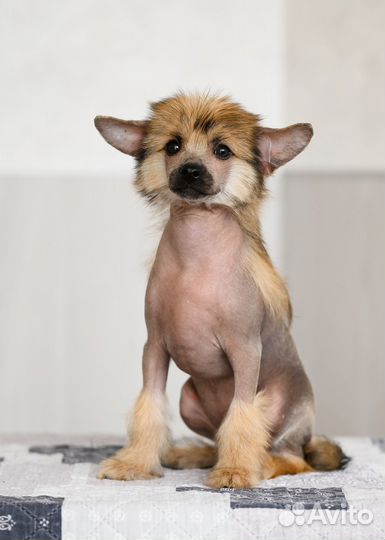 Китайская хохлатая голая кобель