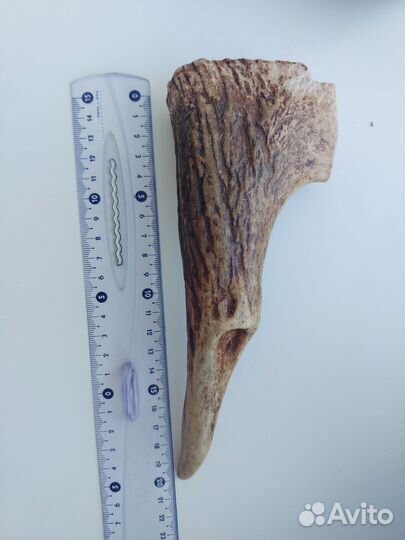 Рог для собак