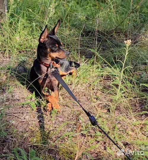 Русский той-терьер вязка