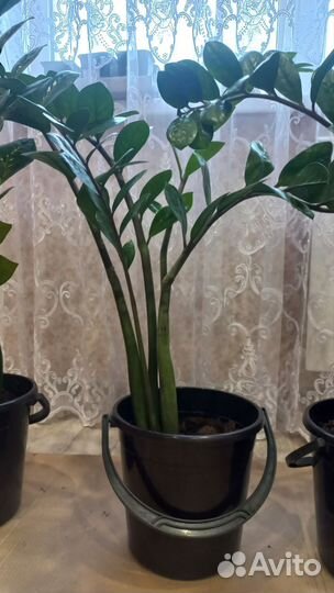 Замиокулькас