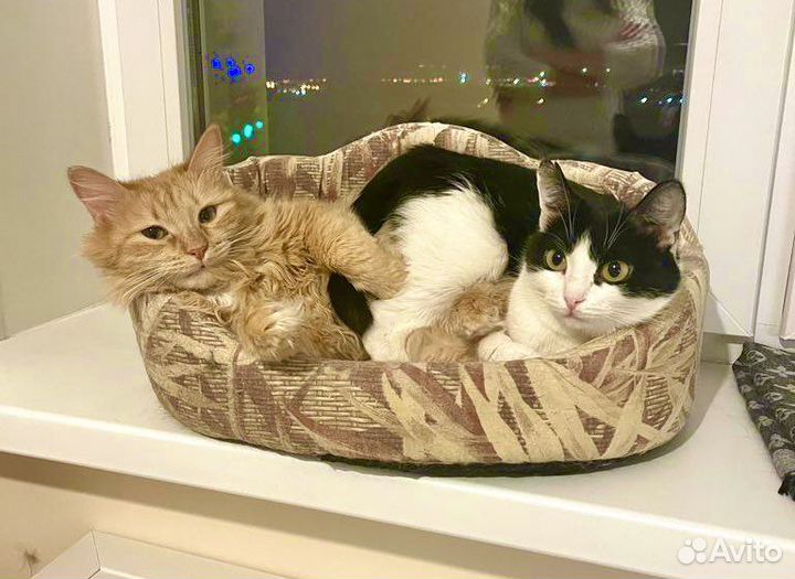 Рыжик и Ласка неразлучные ребята