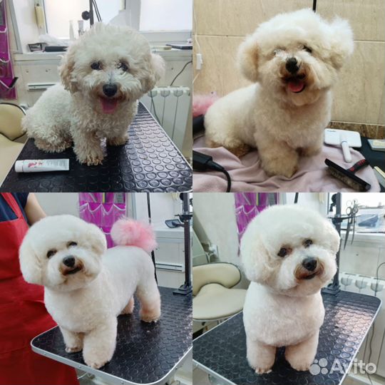 Груминг животных