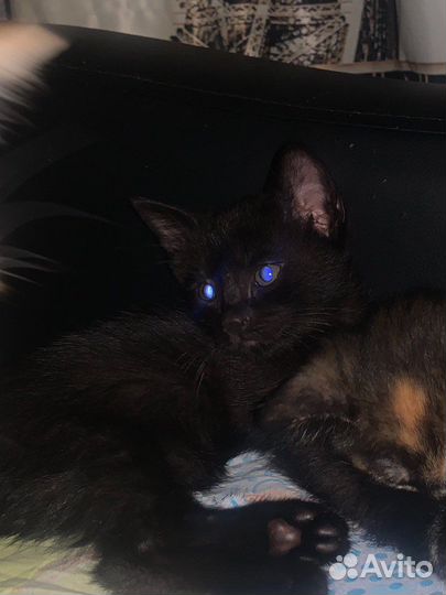 Черный котенок бесплатно