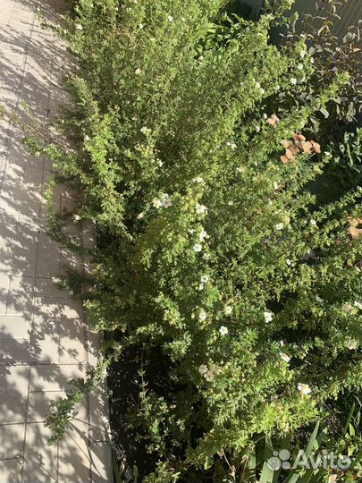 Лапчатка белая