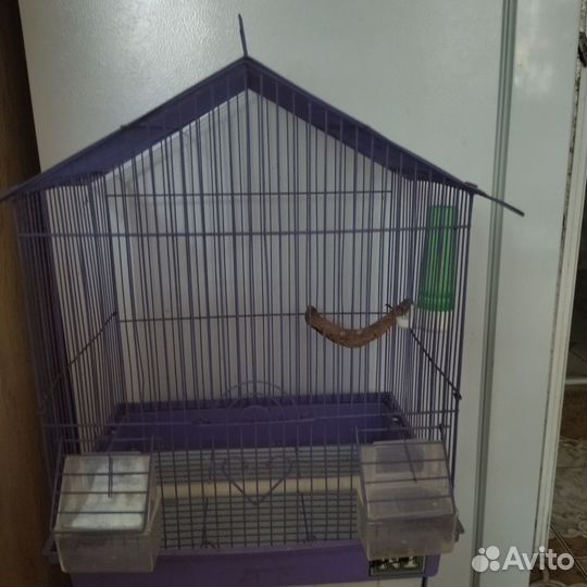 Продаю попугая девочку