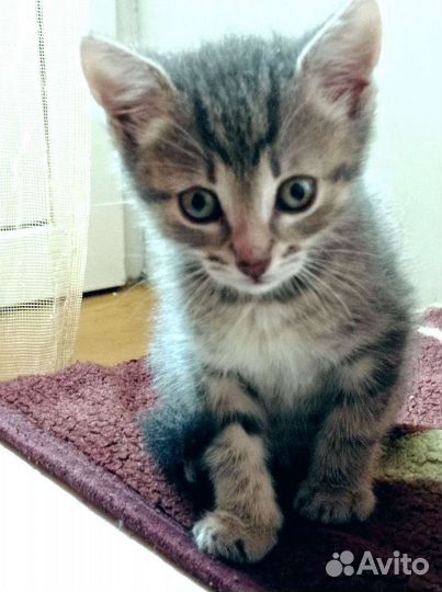 Котята 2 месяца