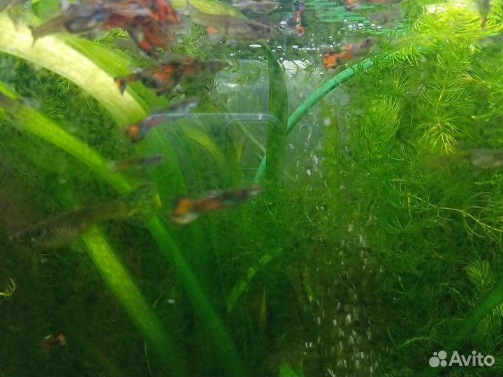 Растение в аквариумное