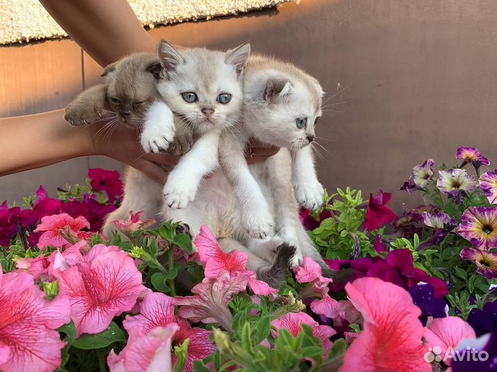 Шотландские котята