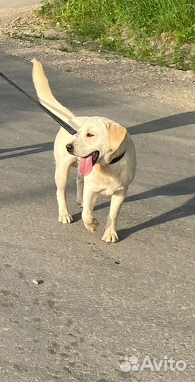 Щенки лабрадора
