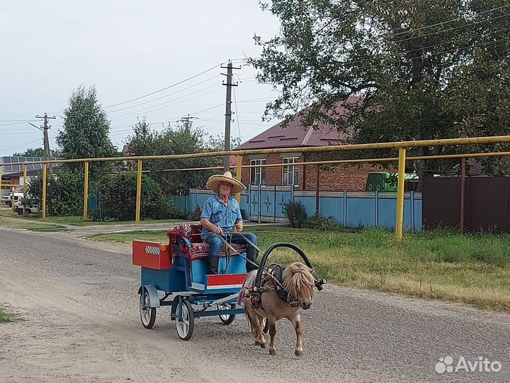 Пони с тачанкой