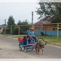 Пони с тачанкой