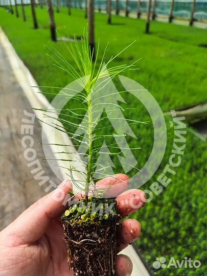 Сеянцы сосны зкс. Сеянцы ели