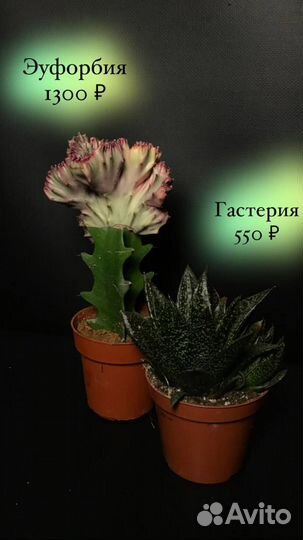 Комнатные растения