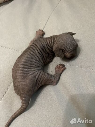 Канадский сфинкс