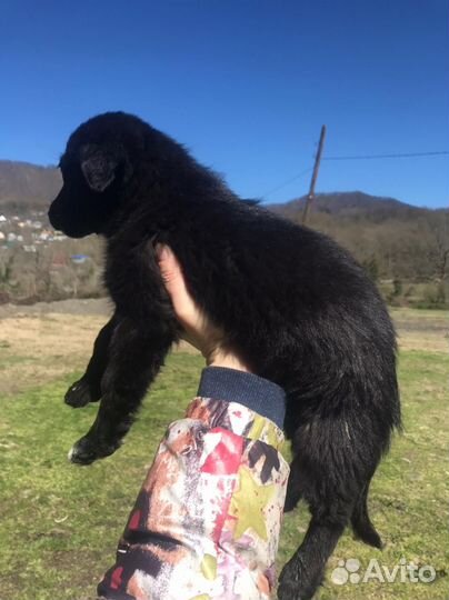 Собака щенки мелкой породы обработаны