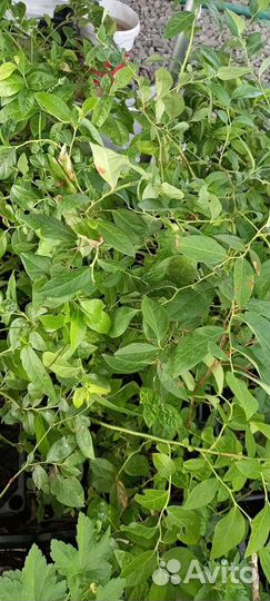 Саженцы голубики