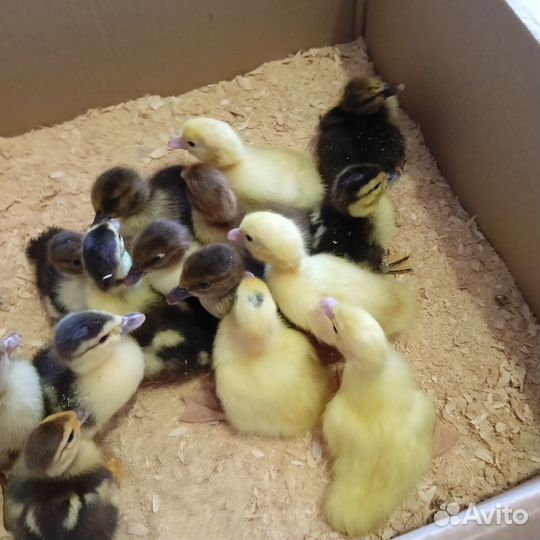 Цыплята