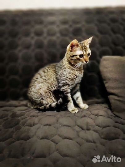 Молодая кошечка