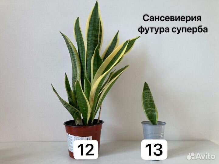 Комнатные растения