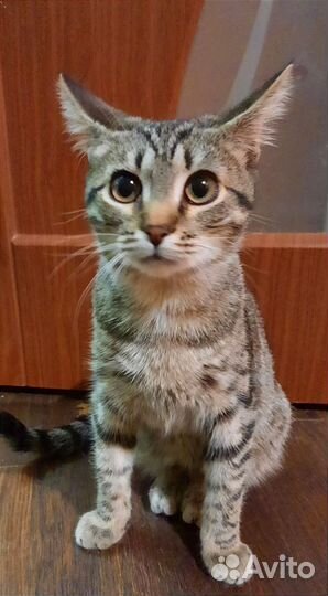 Котята бесплатно