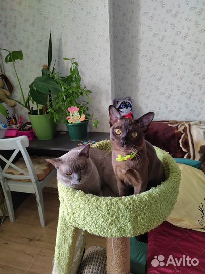 Бурманская